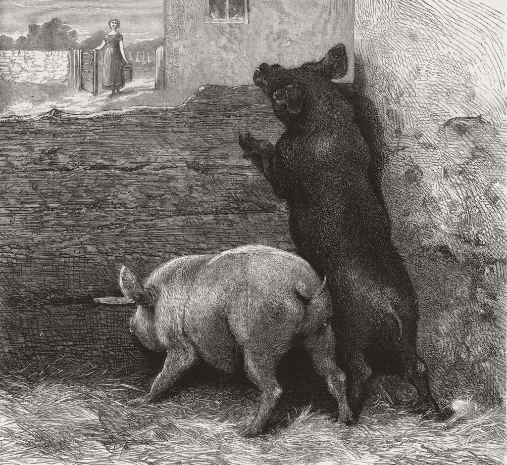 PIGS. Expectation 1871 old antique vintage print picture